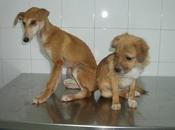 Tito chiquitin esqueletico solo tiene cabeza Guita cachorrita galgo desnutrida grave (Sevilla)