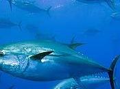 Alimentos curan: atún