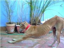 GUZMÁN, galgo en adopción.