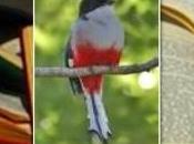 Fiesta Tocororo»: reencuentro René