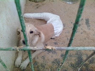 POR FAVOR, AYUDA PARA ESTE PERRILLO.