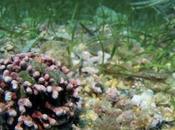 Hábitats Peligro Concreciones Algas Rojas