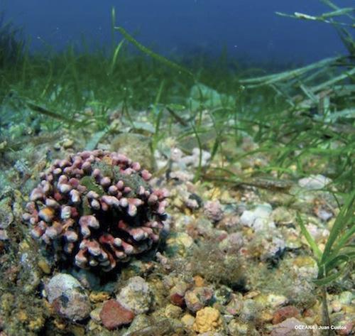 Habitats en Peligro Concreciones de Algas Rojas Habitats en peligro 