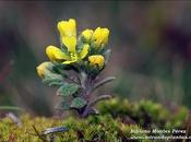 Alyssum simplex Rudolphi