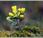 Alyssum simplex Rudolphi