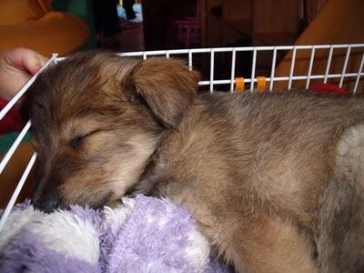 Cachorro rescatado de una bolsa de basura (Murcia)