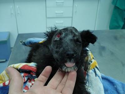 Salvajismo en estado puro contra esta pobre cachorrita, la han destrozado la cabeza SOS (Sevilla)