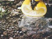 Franco battiato pollution