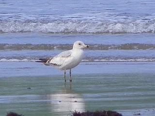 Gaviota de Delaware y oportunismo alimenticio.