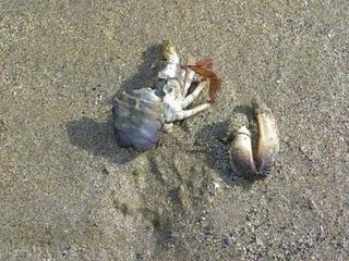 Gaviota de Delaware y oportunismo alimenticio.