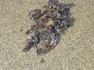 Gaviota de Delaware y oportunismo alimenticio.