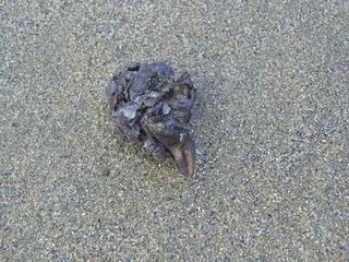 Gaviota de Delaware y oportunismo alimenticio.