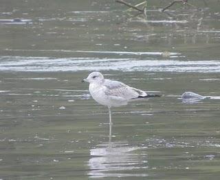 Gaviota de Delaware y oportunismo alimenticio.
