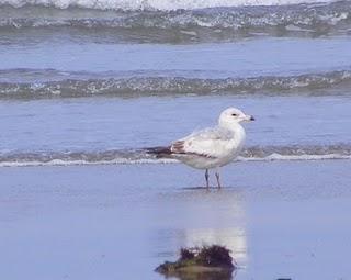 Gaviota de Delaware y oportunismo alimenticio.