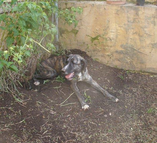 Pili, la mastina casi degollada, recuperada , sigue en adopción