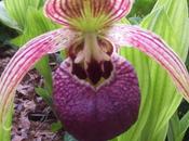 Orquídeas Cypripedium