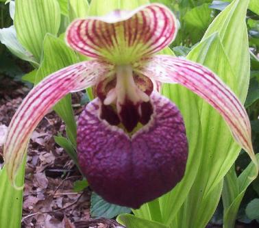 Orquídeas Cypripedium - Paperblog