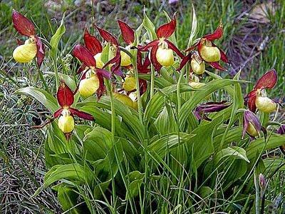 http://3.bp.blogspot.com/_WxAgjRhntX0/SpCuSMSYe-I/AAAAAAAABEM/EE2ca9a-EkE/s320/Orqu%C3%ADdea+silvestre+%27Cypripedium+calceolus%27+en+Formigal.jpg