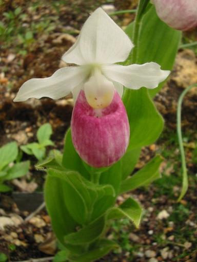 http://www.esacademic.com/pictures/eswiki/67/Cypripedium_reginae.jpg