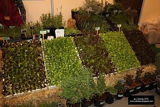 Recorriendo Biocultura. Recorriendo Biocultura.