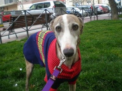 Ayuda para Gala (Madrid)