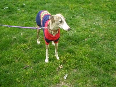 Ayuda para Gala (Madrid)