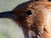 Tipos picos aves