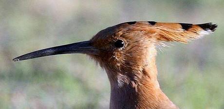 Tipos de picos de las aves