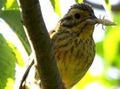 Escribano soteño-emberiza cirlus-cirl bunting