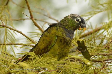 Loro maitaca (Scaly-headed parrot) Pionus maximiliani