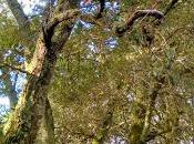 Vilar Fraga Soandres-Laracha- Coruña Galicia E...