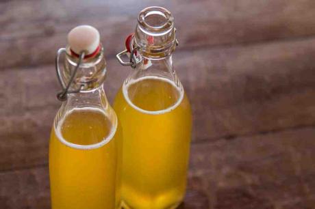 KOMBUCHA, FERMENTOS, LEVADURAS Y PROBIÓTICOS