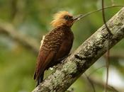 Carpintero copete pajizo (Pale-crested Woodpecker) Celeus lugubris