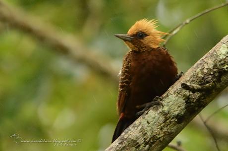 Carpintero copete pajizo (Pale-crested Woodpecker) Celeus lugubris