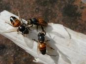 sabemos virus abejas????? what know about viruses bees ?????