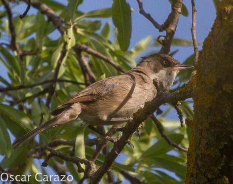 FAUNA ALAVESA :CURRUCA MIRLONA