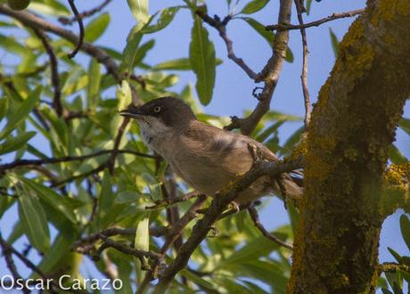 FAUNA ALAVESA :CURRUCA MIRLONA