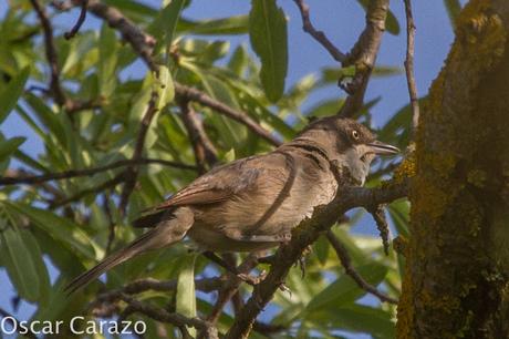 FAUNA ALAVESA :CURRUCA MIRLONA