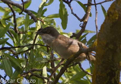 FAUNA ALAVESA :CURRUCA MIRLONA