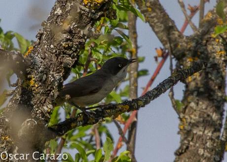 FAUNA ALAVESA :CURRUCA MIRLONA