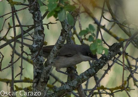 FAUNA ALAVESA :CURRUCA MIRLONA