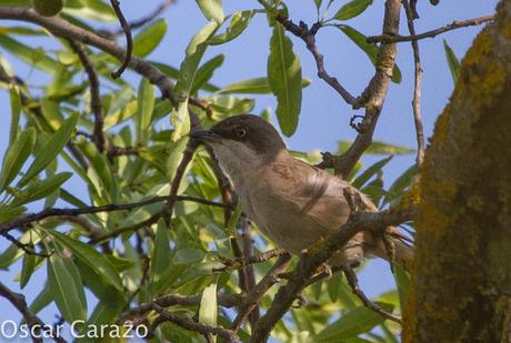 FAUNA ALAVESA :CURRUCA MIRLONA