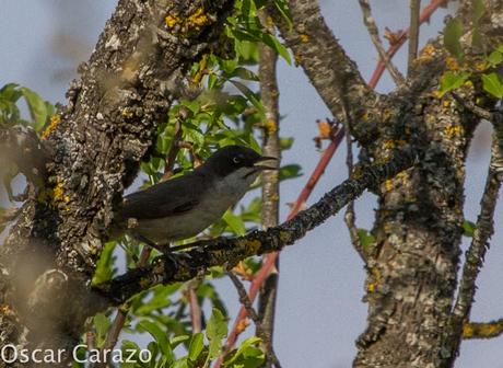 FAUNA ALAVESA :CURRUCA MIRLONA