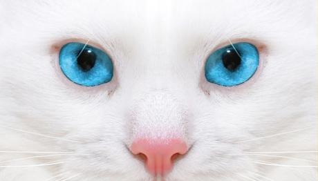 como cuidar a nuestro gato