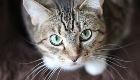 tratamiento para la conjuntivitis en gatos