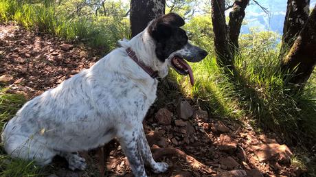 5 CURIOSIDADES SOBRE PERROS
