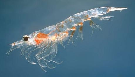 aceite de krill