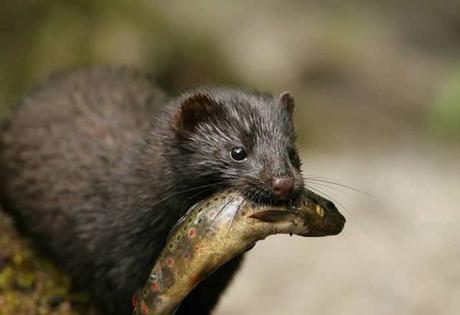 El animal que no sabía lo que invadía