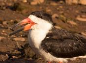 Rayador (Black Skimmer) Rynchops niger