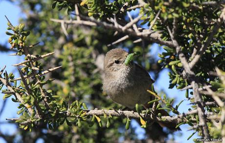 Canastero en Punta Tombo